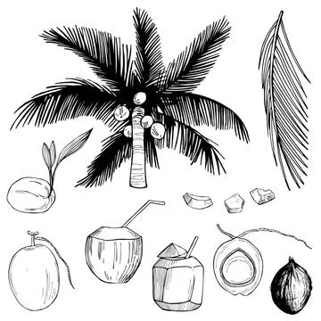 Hand drawn coconuts and palm leaf. Stock Illustration