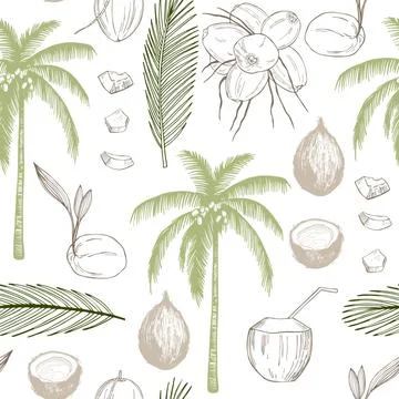 Hand drawn coconuts and palm leaf. Stock Illustration
