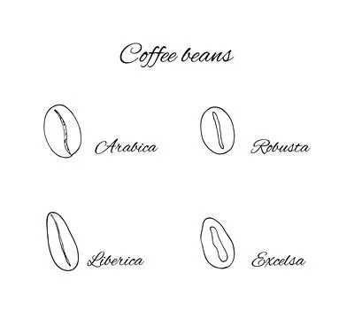 Hand-drawn coffe beans Stock Illustration