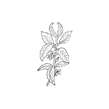 Hand-drawn coffee tree branch Stock Illustration