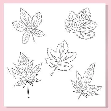 A hand-drawn collection of five different leaves in black and white outline.. 스톡 일러스트