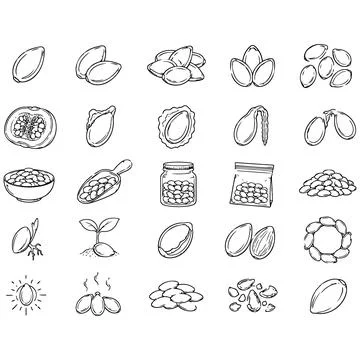 Hand-Drawn Collection of Pumpkin Seeds and Cultivation Stages Vector Illust.. Stock Illustration