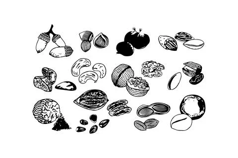Hand-drawn collection of various nuts and seeds. Vector icon design. Stock Illustration