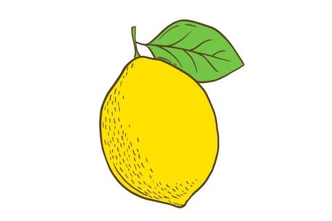 Hand drawn color lemon with leaf. Fruit in flat style, whole fresh citrus Stock Illustration