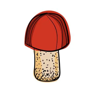 Hand drawn color vector boletus. Stock Illustration