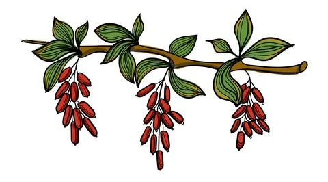 Hand drawn color vector branch of barberry. Stock Illustration