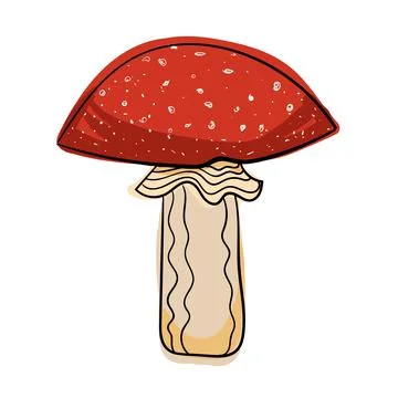 Hand drawn color vector fly agaric. Stock Illustration