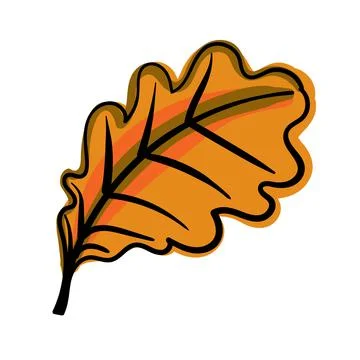 Hand drawn color vector Oak Leaf. Stock Illustration