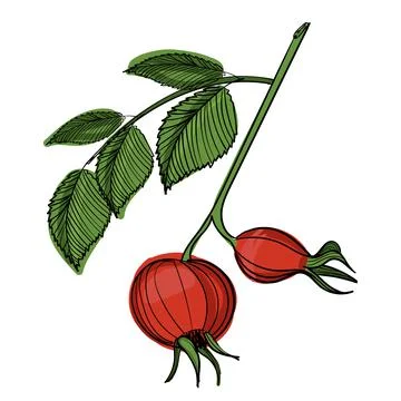 Hand drawn color vector rose hips. Stock Illustration
