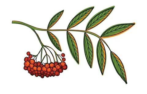 Hand drawn color vector rowan branch. Stock Illustration