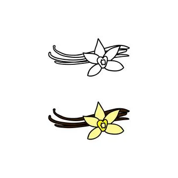 Hand drawn colored and outline vanilla. Stock Illustration