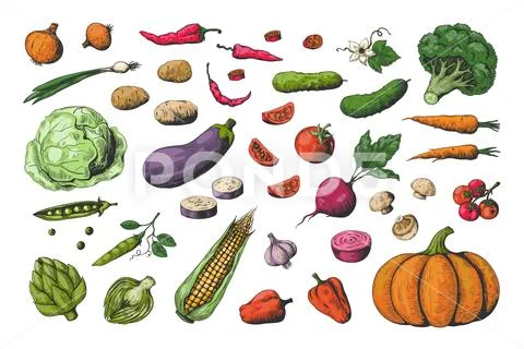 Hand drawn colored vegetables. Food sketch collection, healthy vegan garden Stock Illustration