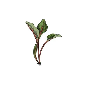 Hand drawn colorful beet sprouts sketch style, vector illustration Stock Illustration