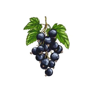 Hand drawn colorful bunch of blackcurrant sketch style, vector illustration Stock Illustration