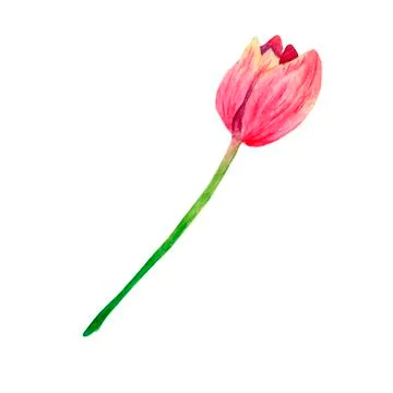 Hand drawn colorful tulips isolated on white background. Watercolor illustrat Stock Illustration