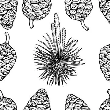 Hand drawn conifer trees cones sketch. 스톡 일러스트