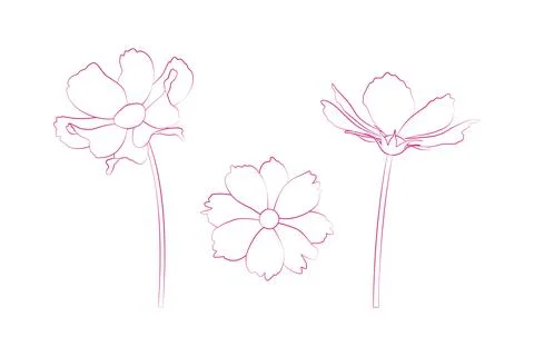 Hand drawn continuous line drawing of cosmos flowers. Vector illustration. Stock Illustration