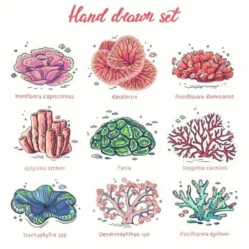 Hand drawn corals set Stock Illustration
