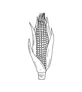 Hand-drawn Corn. Botanical drawing of field maize stalk with leaf. Corn cob.. 스톡 일러스트