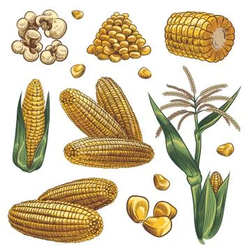 Hand drawn corn. Cereal maize plants, corn cob and grains vegetarian food Stock Illustration