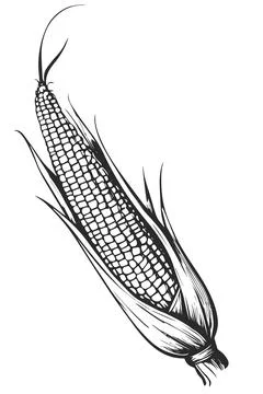 Hand drawn corn cob. Stock Illustration