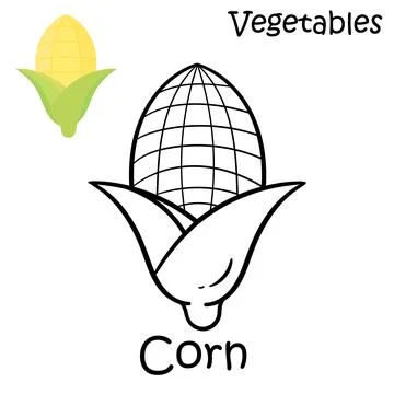 Hand drawn corn on a white background Stock Illustration