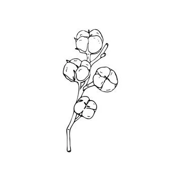 Hand-drawn cotton branch Stock Illustration