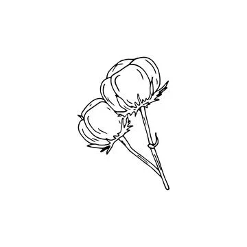 Hand drawn cotton branch Stock Illustration
