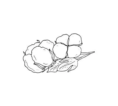 Hand drawn cotton branch Stock Illustration