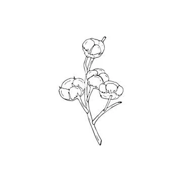 Hand drawn cotton branch Stock Illustration