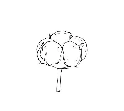 Hand drawn cotton branch Stock Illustration