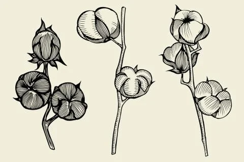 Hand drawn cotton Stock Illustration