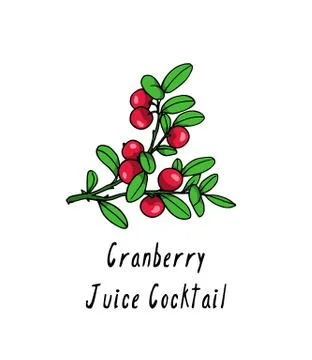 Hand drawn cranberry twig Stock Illustration