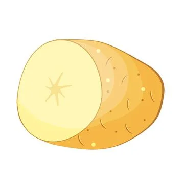 Hand drawn cross-section of potato on white background. Stock Illustration