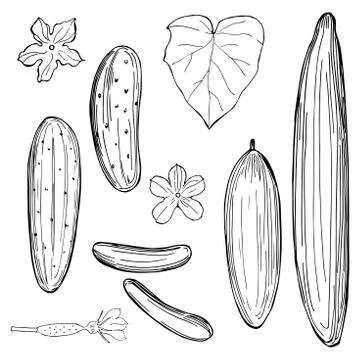 Hand drawn cucumber on  white background Stock Illustration
