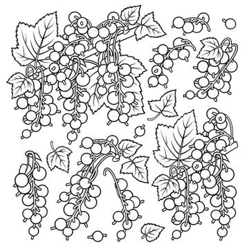 Hand drawn currant. Set of objects. Stock Illustration