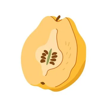 Hand drawn cut half of yellow quince fruit vector illustration Stock Illustration