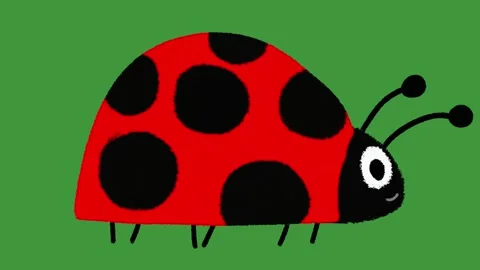 Hand Drawn Cute Walking Bug Animation | 2D Doodle Style Spring Insect Motion  Stock Footage 329940916