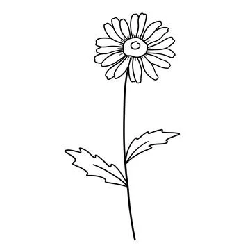 Hand drawn daisy. Vector outline illustration with flower Chamomile. Line art Stock Illustration