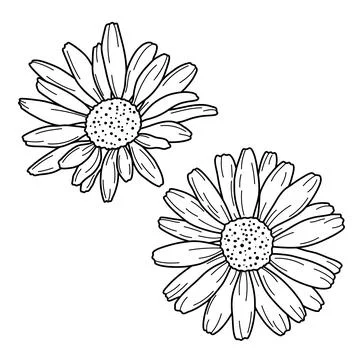 Hand drawn daisy. Vector outline illustration with flower Chamomile. Line art Illustrazione stock