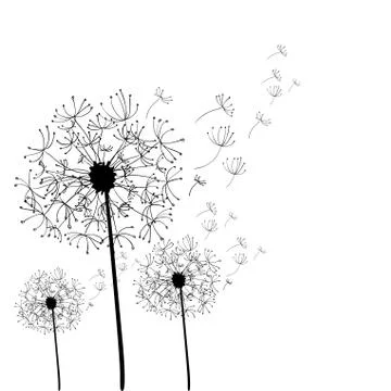 Hand drawn dandelion isolated Stock Illustration