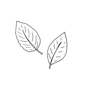 Hand-drawn decorative botanical element. Set of leaves. Vector isolated Stock Illustration