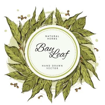 Hand drawn decorative round frame with bay leaves sketch style Stock Illustration