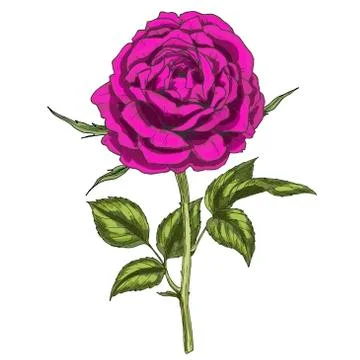 Hand drawn deep purple flower isolated on white background. Botanical vector  Stock Illustration