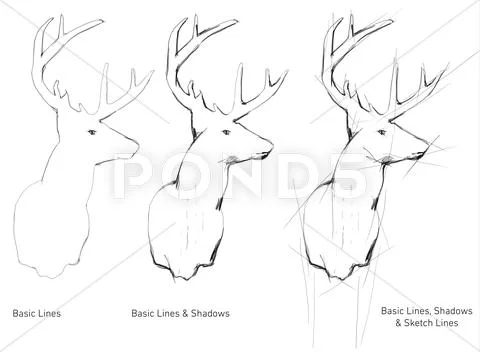 Hand drawn deer trophy Stock Illustration