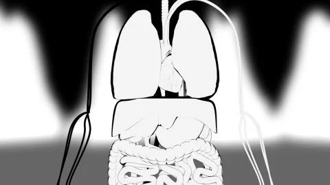 Hand-drawn demonstration of human internal organs, computer generated. 3d Stock Illustration