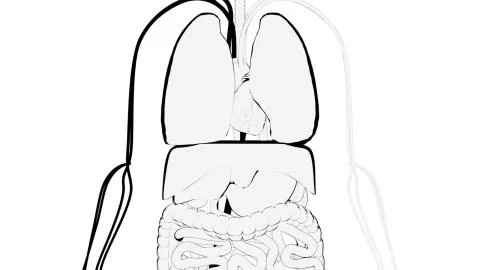 Hand-drawn demonstration of human internal organs, computer generated. 3d Stock Illustration