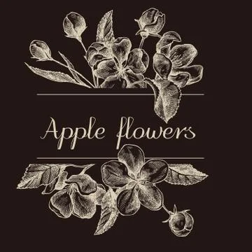Hand drawn design with apple flowers isolated on chalkboard Stock Illustration