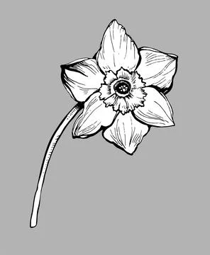Hand drawn design element daffodil flower in full bloom isolated. Stock Illustration