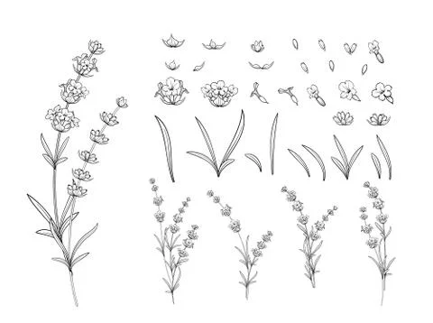 Hand drawn design elements lavender in sketch style. Stock Illustration
